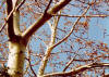Pioppo bianco - Populus alba