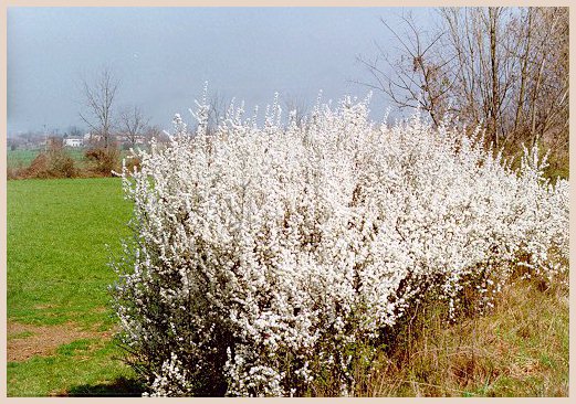 Prugnolo - Prunus spinosa - Pianta fiorita