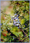 Prugnolo - Prunus spinosa - Frutti