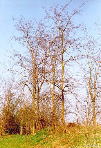 Robinia (Robinia pseudoacacia) - Alberi
