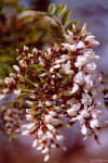 Robinia (Robinia pseudoacacia) - Fiori
