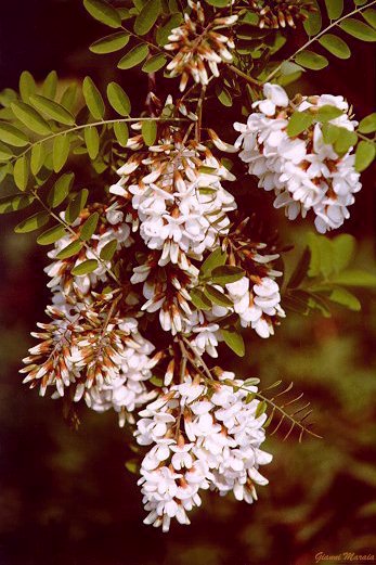Robinia (Robinia pseudoacacia) - Fiori