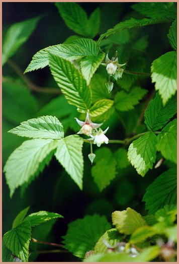 Rovo (Rubus idaeus) - Fiori