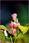 Rovo (Rubus idaeus) - Frutti