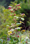 Rovo (Rubus idaeus) - Frutti