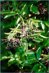 Sambuco (Sambucus nigra) - Frutti