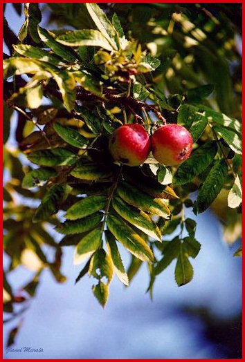 Sorbo domestico (Sorbus domestica) - Frutti