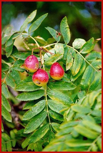 Sorbo domestico (Sorbus domestica) - Foglie e frutti