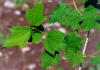 Pallon di maggio - Viburnum opulus - Foglie